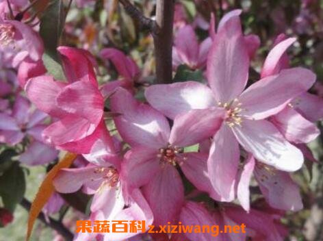 ��Ҷ���Ļ�����ֳ������ע������