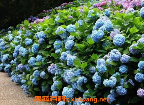 ���򻨵���ֳ������ע������