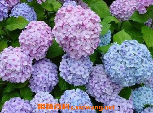 ���򻨵���ֳ������ע������