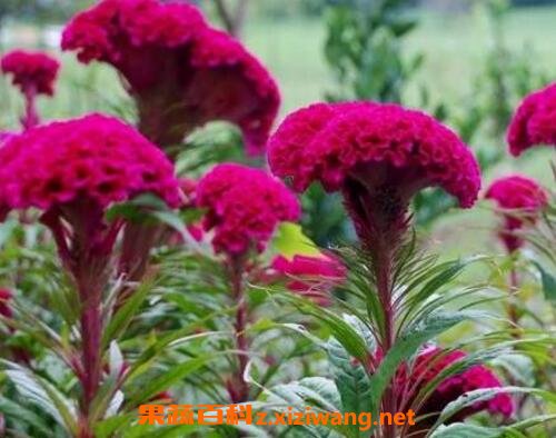 ���ڻ���ô�� ���ڻ�����ֳ����