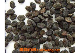 ����֬�Ĺ�Ч�����ü�ҩ�ü�ֵ