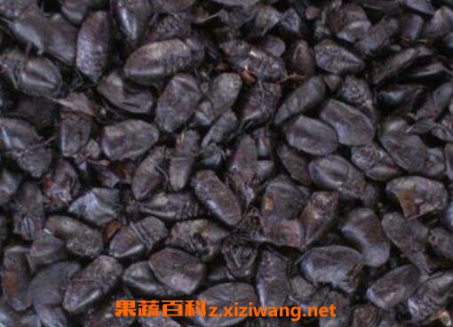 �λþ������ʲô �����Ĺ�Ч��ҩ�ü�ֵ