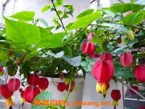 ���Է��廨����ֳ����