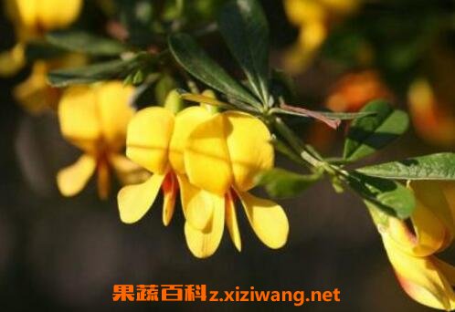 ��ȸ������ֳ������ע������