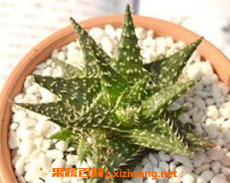 ѩ��«������ֳ����