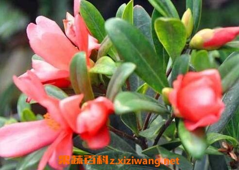 �ļ��軨��ֳ������ע������