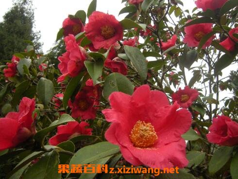�ļ��軨��ֳ������ע������