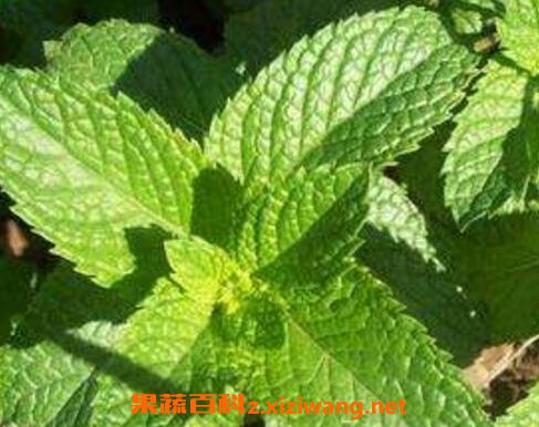 ����˵Ĺ�Ч��ҩ�ü�ֵ