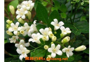 ����ݸ��������빦Ч��ҩ�ü�ֵ