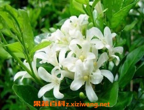 ����ݸ��������빦Ч��ҩ�ü�ֵ