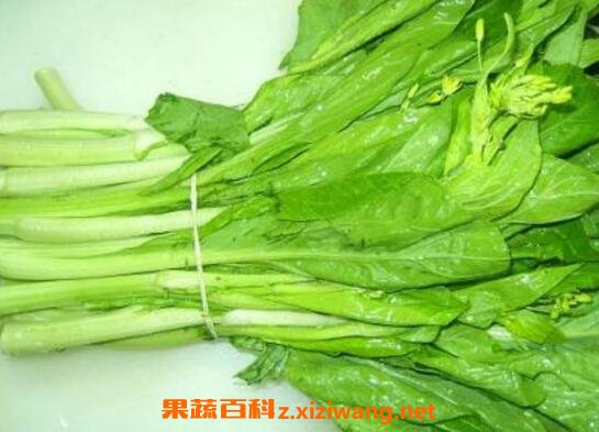 白菜苔和红菜苔的功效