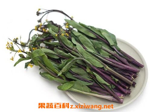 白菜苔和红菜苔的功效