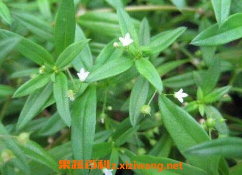 白花蛇舌草的功效与作用及药用价值 中药知识 做法 功效与作用 营养价值www Asqxzs Com