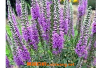 ����ݵ������빦Ч��ҩ�ü�ֵ