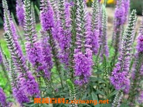 ����ݵ������빦Ч��ҩ�ü�ֵ