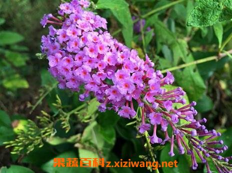 ����ݵ������빦Ч��ҩ�ü�ֵ