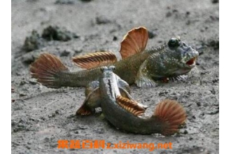 ̲Ϳ��Ĺ�Ч������