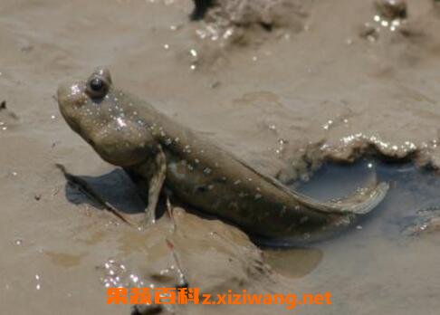 ̲Ϳ��Ĺ�Ч������