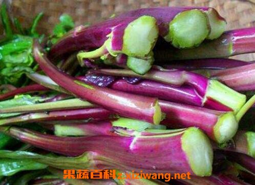 紫菜苔的功效与作用