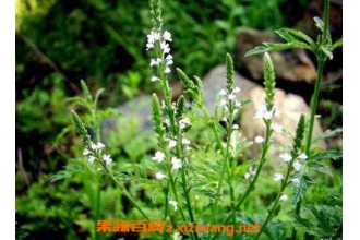���޲ݵĹ�Ч�����ü�����