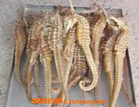 海马的功效与作用及食用方法