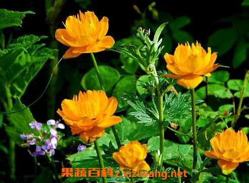 �������Ĺ�Ч�����ü�����