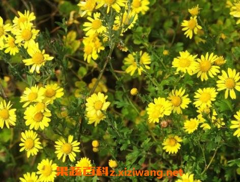 Ұ�ջ��Ĺ�Ч�����ü����ý���