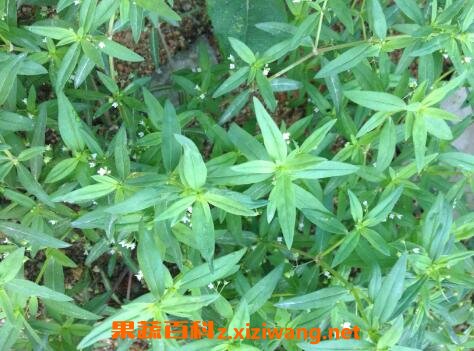 �׻�����ݵĹ�Ч������ �׻����������ʲô��