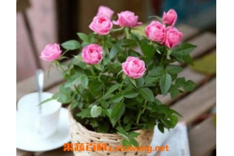 ����õ�廨�����ֳ ����õ�廨�ķ�������