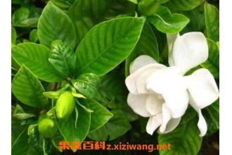 �ձ����ӻ������ֳ ���ӻ�����ֳ�����̳�