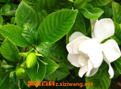 �ձ����ӻ������ֳ