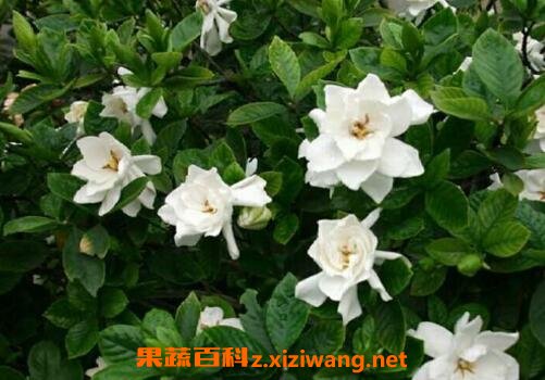 �ձ����ӻ������ֳ