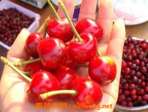 ӣ����ô���� ӣ�ұ��ʷ�������
