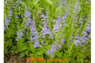 ��֦���Ĺ�Ч�����ü�ҩ�ü�ֵ