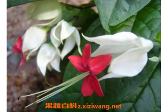 �����黨��ô��ֳ �����黨��ô��֦��ֳ