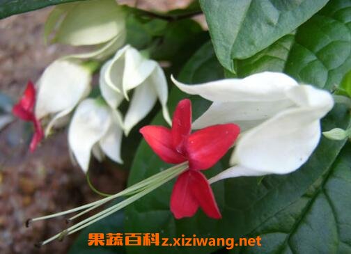 �����黨��ô�� �����黨��ô��֦��ֳ