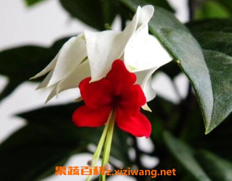 �����黨��ô�� �����黨��ô��֦��ֳ