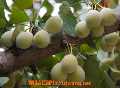 ���ӹ���ô�� ���ӹ���ʳ�÷���