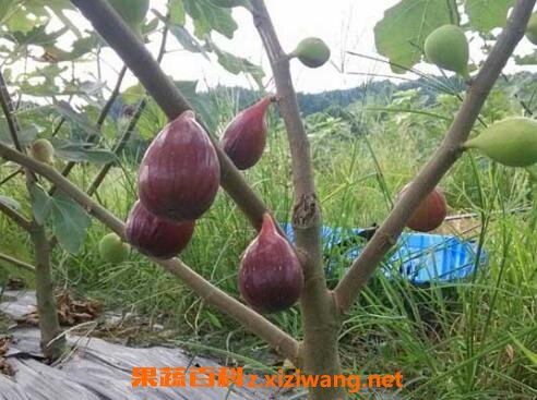 �޻�����ô����� ���޻����Ľ���