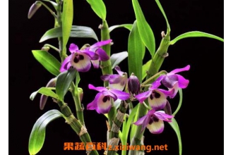 ʯ���������ֳ ʯ��������ֳ����