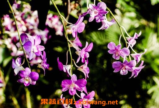 ʯ��������ֳ����