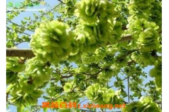 ����Ҷ���Գ��� ����Ҷ�Ĺ�Ч������