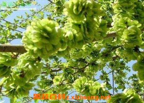 ����Ҷ���Գ��� ����Ҷ�Ĺ�Ч������