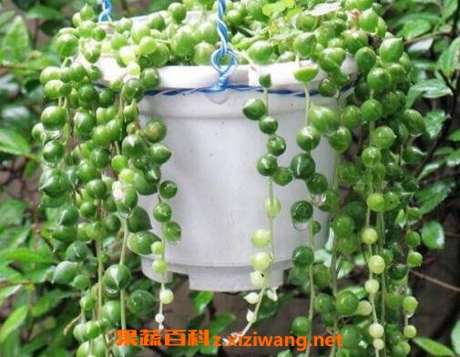 �����������ֳ������ע������