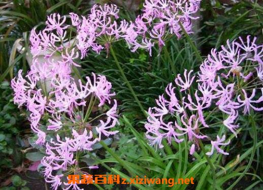 ����������ֳ��������ֳע������