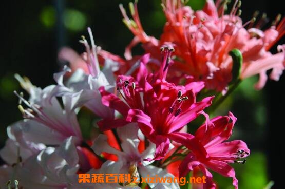 ����������ֳ��������ֳע������