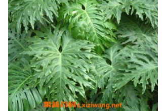 �������ֳ��������ֳע������