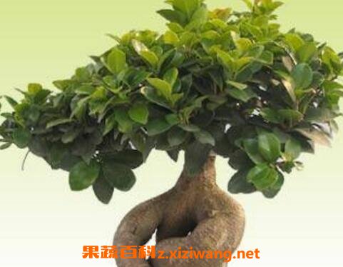 �˲��ŵ���ֳ������ע������