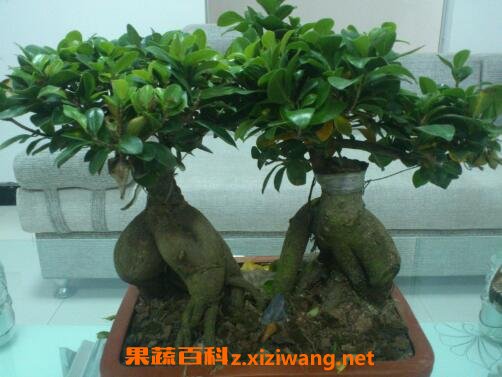 �˲��ŵ���ֳ������ע������