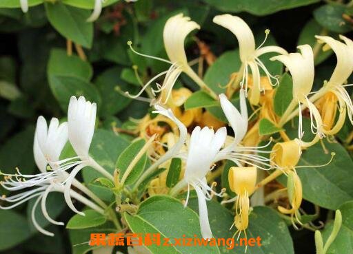 ����������Щ��Ч������